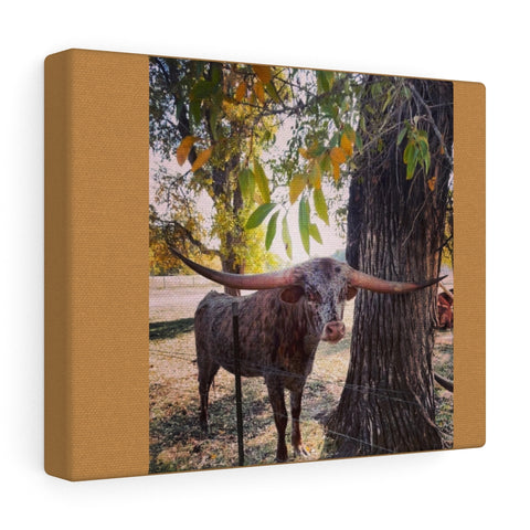 Long horned Cattle.  Canvas Gallery Wraps